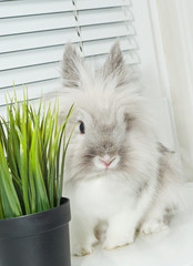 Obraz premium Rabbit