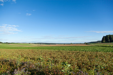 Landschaft mit Wiesen und Feldern 
