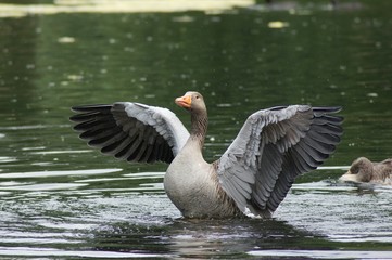 Greylag Goose