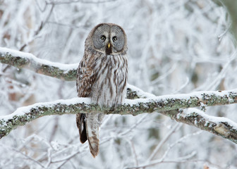 Obraz premium Great Grey Owl (Strix nebulosa) perched in a tree