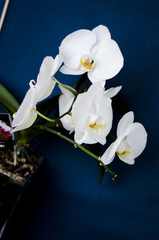 Orchidaceae - Orchid
