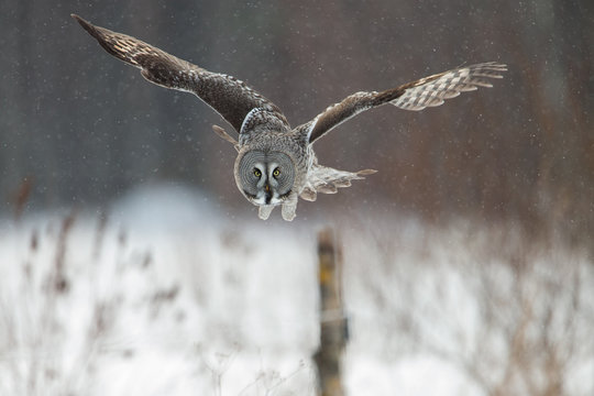 Great Grey Owl (Strix nebulosa) hunting in the falling snow