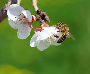 blossom of apricot