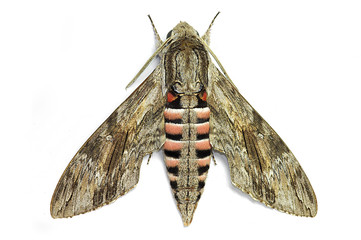 Convolvolus Hawk-Moth (Herse convolvuli)