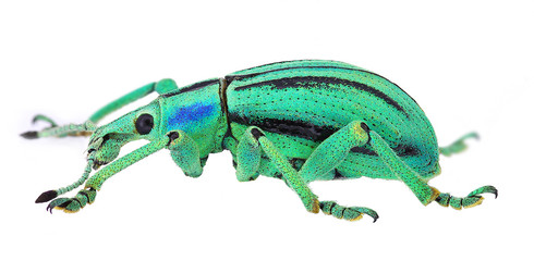 azure exotic weevil (Eupholus cuvieri) isolated on white