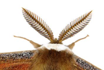 The large antenna of a male moth (Saturnia pavoniella), isolated - obrazy, fototapety, plakaty