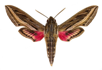 Hippotion celerio (Vine Hawk-Moth or Silver-striped Hawk-Moth)