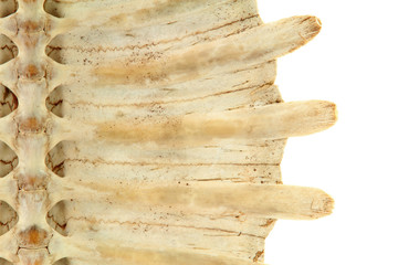 Obraz premium Turtle shell