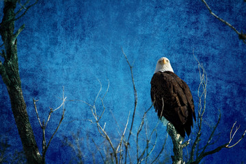 Bald Eagle Blues Into The Night