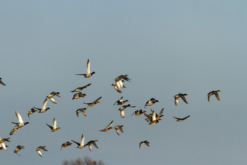 birds