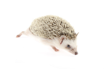 african pygmy hedgehog