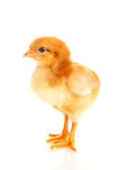 Fototapeta premium little chicken, isolated