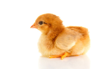 little chicken, isolated