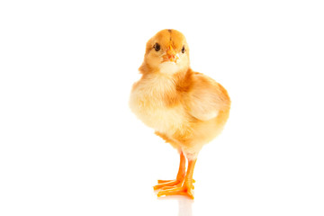 little chicken, isolated © cs333