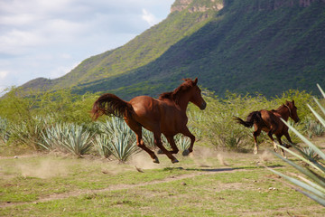 Running horse