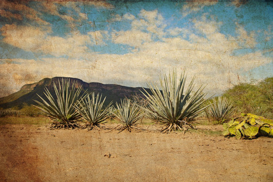 Tequila Landscape