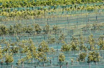 Fototapeta premium Feijoa orchard