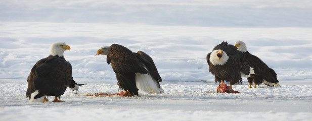 The Bald eagles  ( Haliaeetus leucocephalus ) © Uryadnikov Sergey