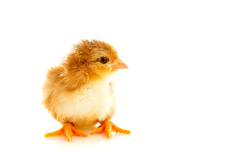 little chicken, isolated