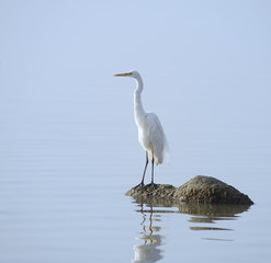 egrets play in sunset