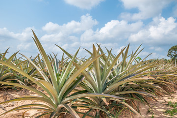 Pineapple fruit (ananas comosus) growing under blue sky