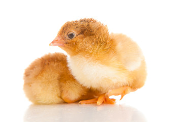 little chicken, isolated