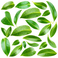 Collage of beautiful green leaves isolated on white