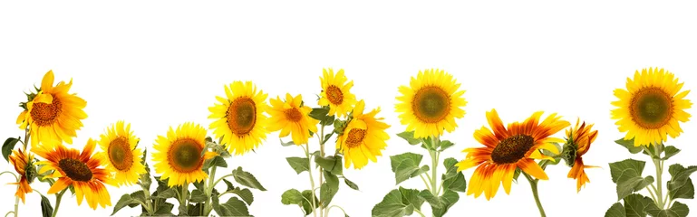 Photo sur Plexiglas Tournesol Tournesols isolés sur blanc