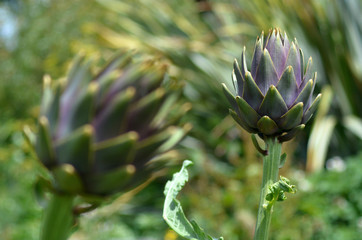 Artichoke plant