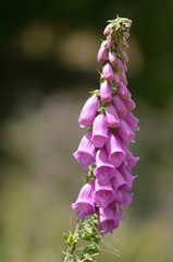 Foxglove flower