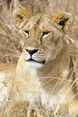 Lion on the Masai Mara in Kenya, Africa.
