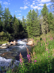 The taiga river.