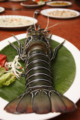 Spiny Lobster
