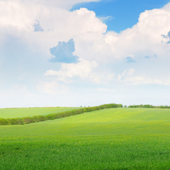field and blue sky