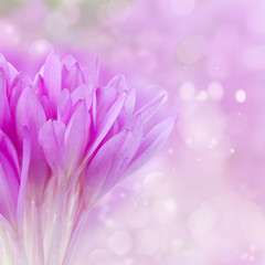 posy of crocus flowers