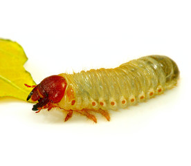 Isolated image of larvae on a white background closeup