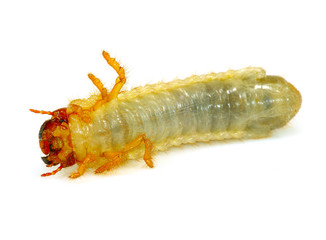 Isolated image of larvae closeup