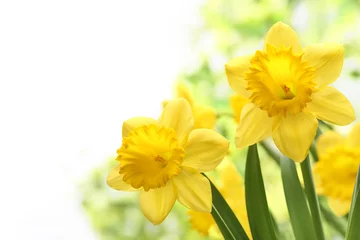 Afwasbaar Fotobehang Narcis Narcissen bloemen