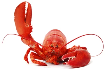 Printed kitchen splashbacks Sea Food Hello lobster