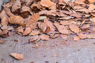 dry leaf