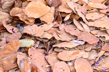 Dry leaves autumn background