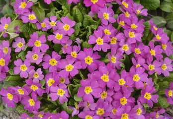 colorful beautiful small purple flowers as background