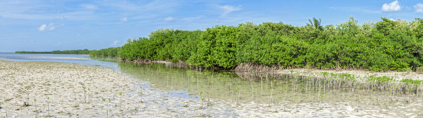 Mangrove lagoon panoramic