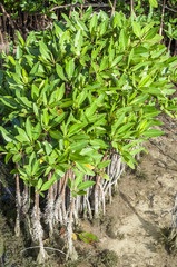 Young mangroves