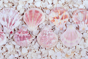 shells