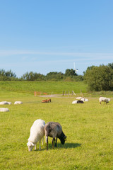 Fototapeta premium Sheep in meadows on wadden island