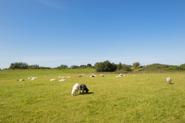 Sheep in meadows on wadden island