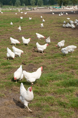 White chicken