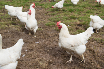 White chicken