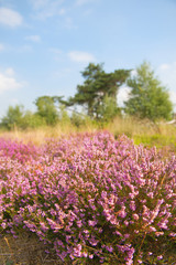 Obraz premium Blooming heather field